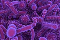 Blood infections may be caused by bacteria in probiotics in ICU patients